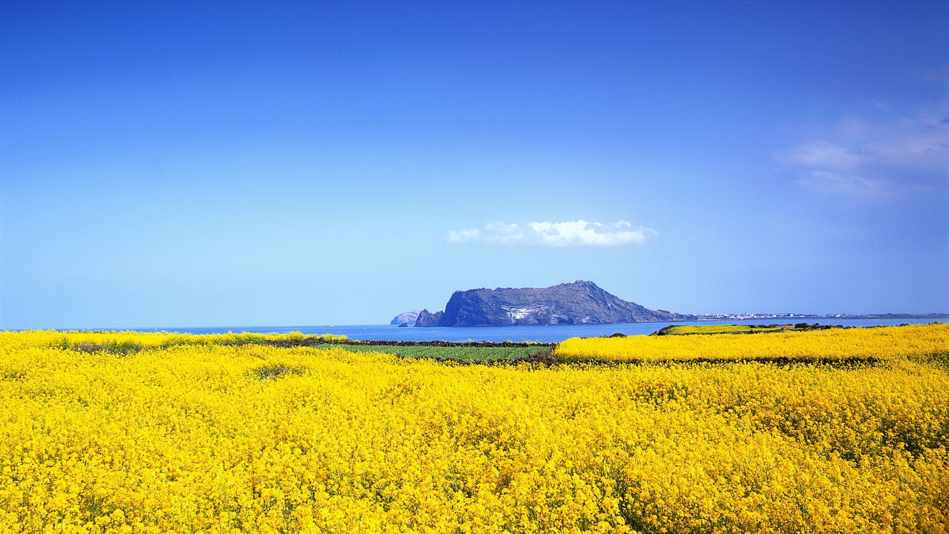 Spring on Jeju Island) iTravel